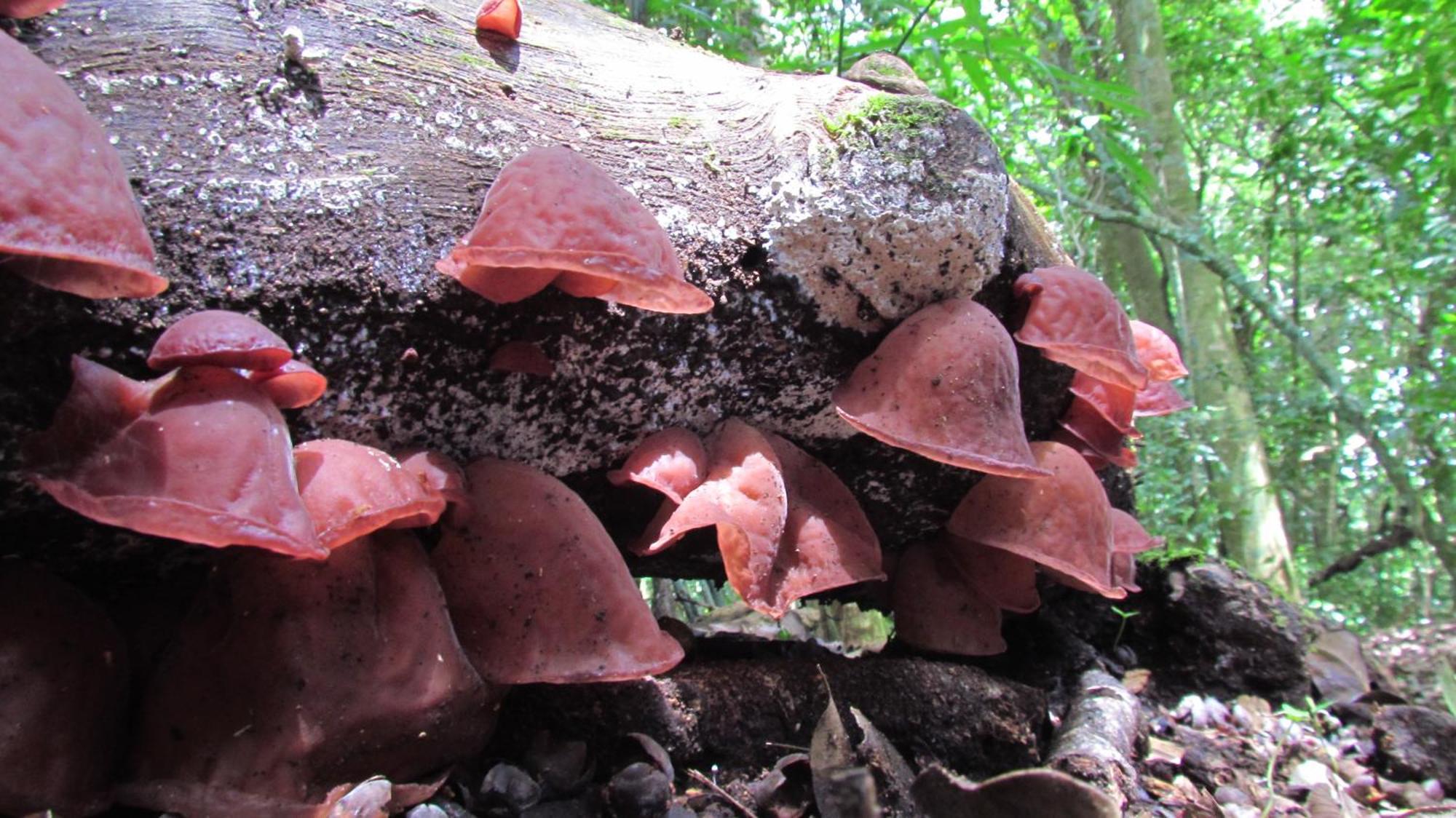 Santuario Ecologico Monteverde 외부 사진